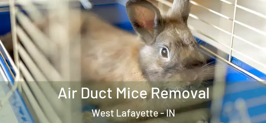 Air Duct Mice Removal West Lafayette - IN